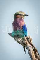 Lilac-breasted roller on dead branch facing right