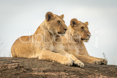 Lionesses lie mirroring each other on rock