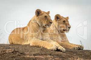 Lionesses lie mirroring each other on rock
