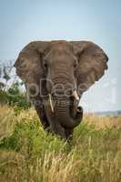 Male African bush elephant stands curling trunk