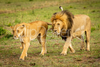 Male and female lions cross grassland together