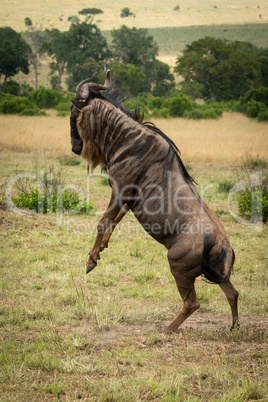 Male blue wildebeest stands on hind legs