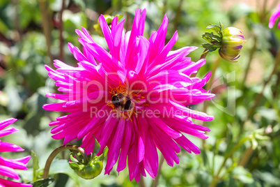 Bumblebee drinks nectar on a dahlia flower