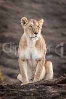 Lioness sits on rock by grass tuft