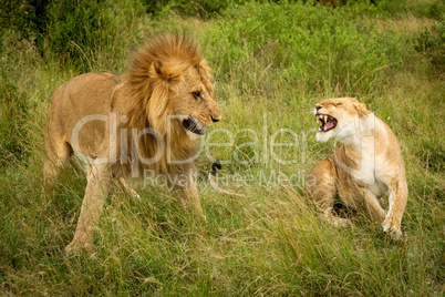 Lioness roars at male lion after mating