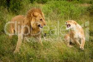 Lioness roars at male lion after mating