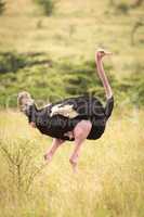 Male common ostrich walks through long grass