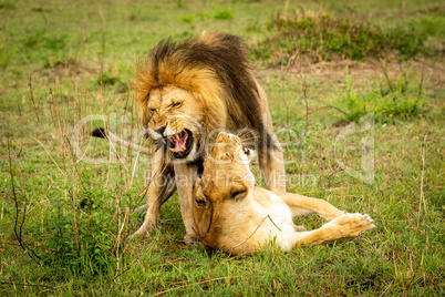 Male lion bares teeth mating in grass