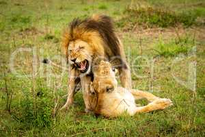 Male lion bares teeth mating in grass