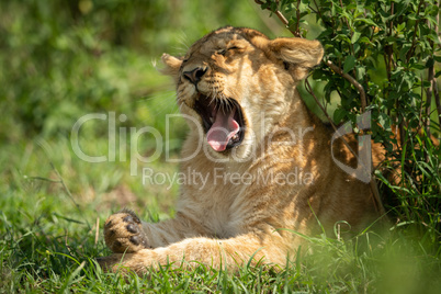 Lion cub lies yawning widely by bush