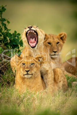 Lion cub lies yawning widely on another
