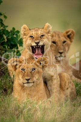 Lion cub lies yawning by two others