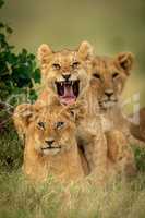 Lion cub lies yawning by two others