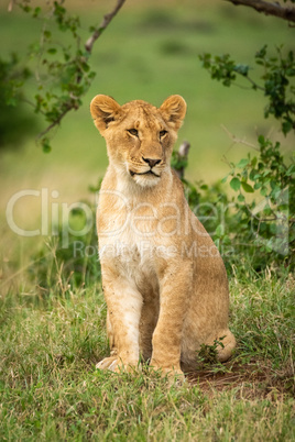 Lion cub sits by bush looking right