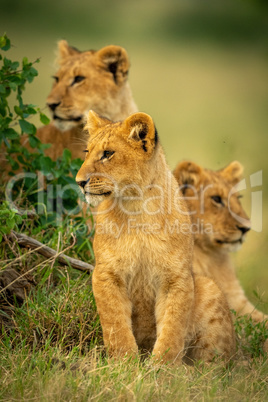 Lion cub sits by bush with siblings