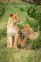 Lion cubs sit in bushes looking right