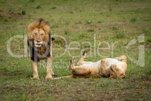 Lion stands by lioness rolling on back