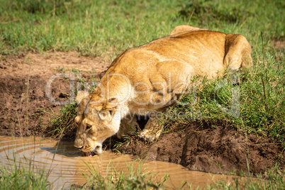 Lioness lies drinking from pool in sunshine