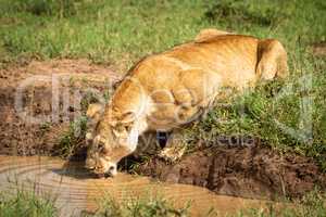 Lioness lies drinking from pool in sunshine