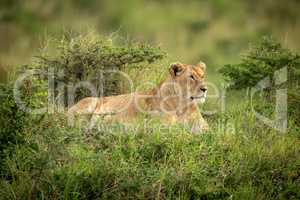 Lioness lies framed by bushes in grass