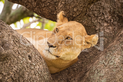 Lioness lies in tree looking over savannah