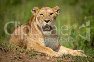 Lioness lies in grass staring at camera