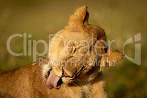 Lioness lies licking shoulder with eyes closed