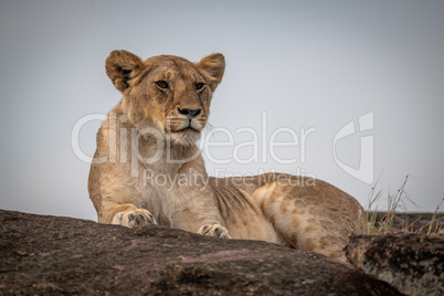 Lioness lies on rock against blue sky