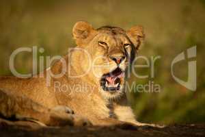 Lioness lies yawning on rock in sunshine