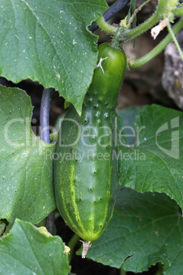 Green cucumber. Green cucumber ripened in the greenhouse