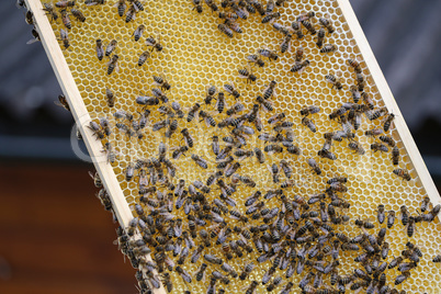 Beekeeper working with bees in the apiary