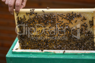 Beekeeper working with bees in the apiary