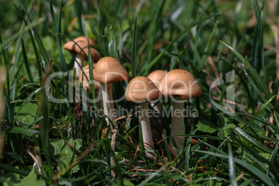 Mushrooms. Small mushrooms grew on green lawn.