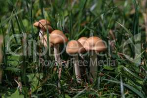 Mushrooms. Small mushrooms grew on green lawn.
