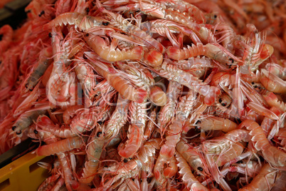 Prawns for sale at a fish market in Croatia