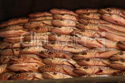 Different sea fish at a fish market in Croatia