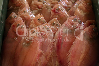 Different sea fish at a fish market in Croatia