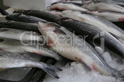 Different sea fish at a fish market in Croatia