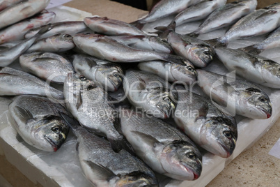 Different sea fish at a fish market in Croatia