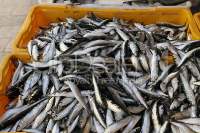 Different sea fish at a fish market in Croatia