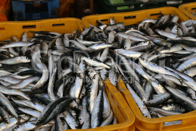 Different sea fish at a fish market in Croatia