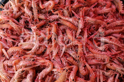 Prawns for sale at a fish market in Croatia