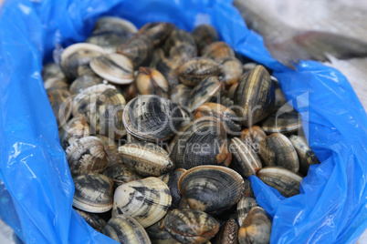 Shells of different colors for sale in the market