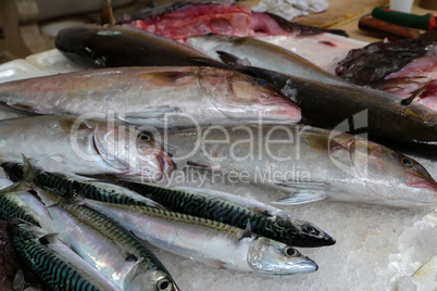 Different sea fish at a fish market in Croatia