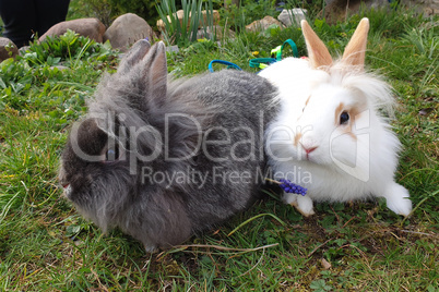 Beautiful cute rabbit on a green summer meadow