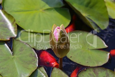 Beautiful Waterlily flower in the garden pond