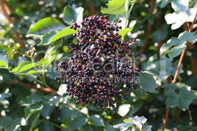 Green elderberry berries mature on branches