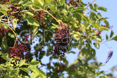 . Green elderberry berries mature on branches