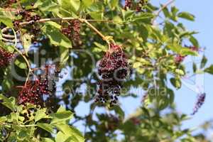 . Green elderberry berries mature on branches