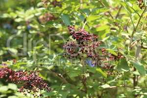 Green elderberry berries mature on branches